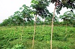 Vị thế của cây cao su